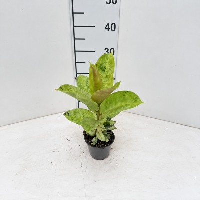 Ficus Moonshine
