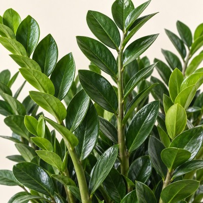 piante zamioculcas