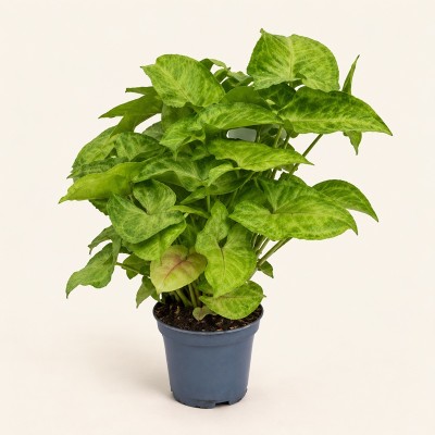 Syngonium Podophyllum ‘Golden Allusion’ -  Piante da interno o appartamento