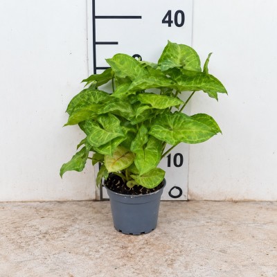 syngonium podophyllum