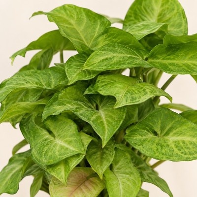 syngonium