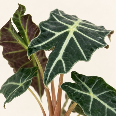 Alocasia Polly