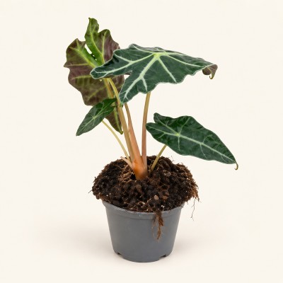 Alocasia