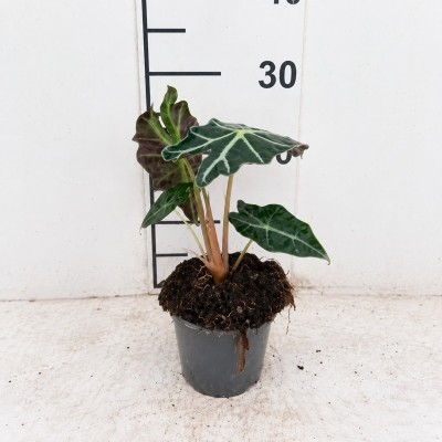 Pianta Alocasia Polly - Da interno o da appartamento