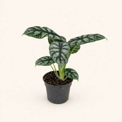 Alocasia Silver Dragon - Piante da interno o appartamento