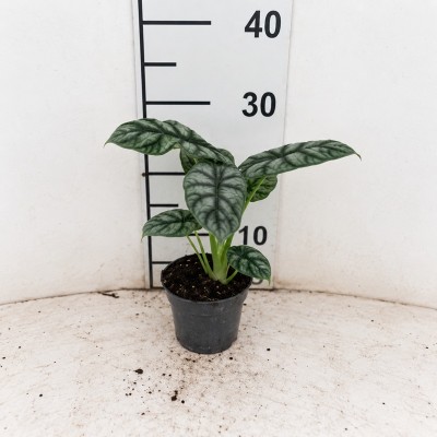 Alocasia Silver Dragon