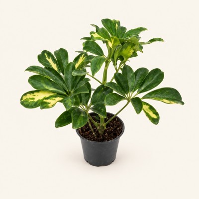 schefflera