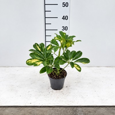 piante da interno schefflera