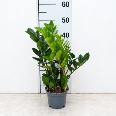 Pianta Zamioculcas - Piante da interno o da appartamento