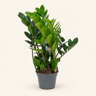 pianta di zamioculcas