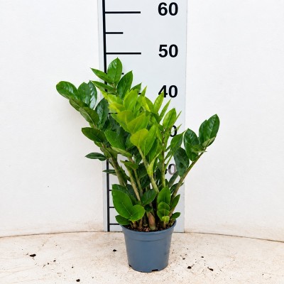 piante zamioculcas