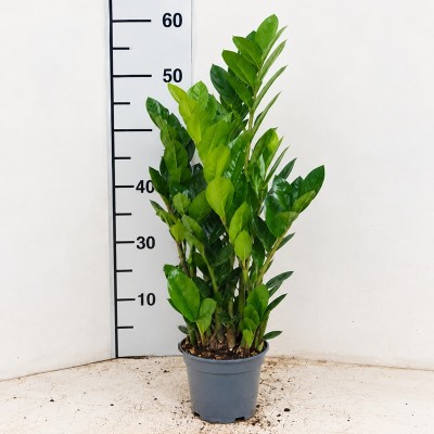 Pianta Zamioculcas - Piante da interno o appartamento