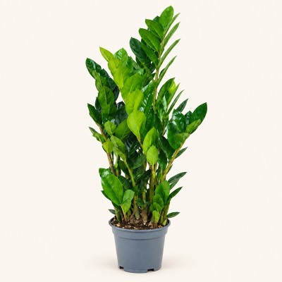 Pianta Zamioculcas - Piante da interno o appartamento