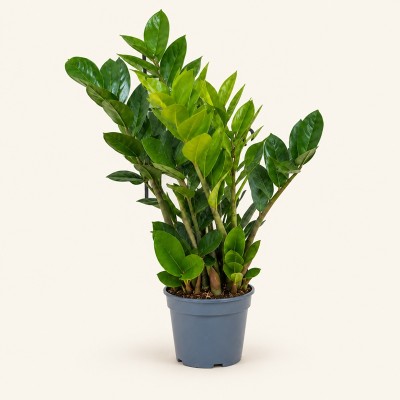Pianta Zamioculcas - Piante da interno o appartamento