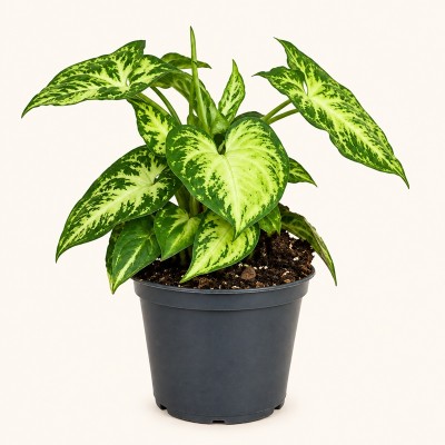Pianta Syngonium Arrow -  Piante da interno o appartamento