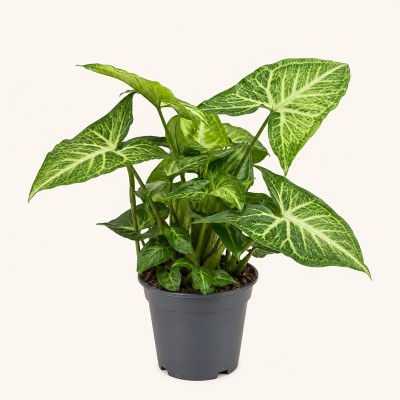 Pianta Syngonium Arrow -  Piante da interno o appartamento