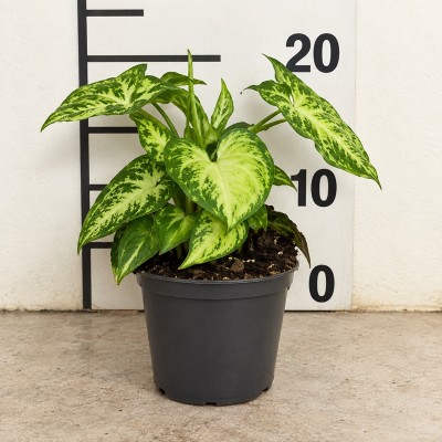 Pianta Syngonium Arrow -  Piante da interno o appartamento