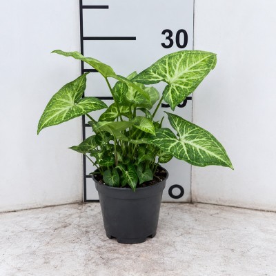 Pianta Syngonium Arrow -  Piante da interno o appartamento