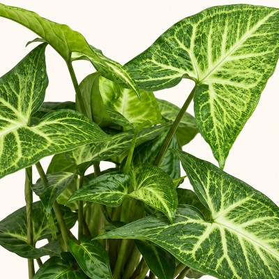 Pianta Syngonium Arrow -  Piante da interno o appartamento