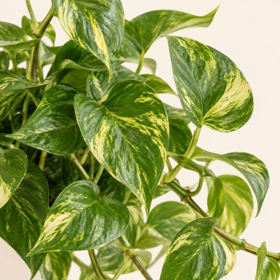 Pothos