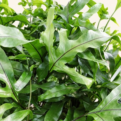 microsorum