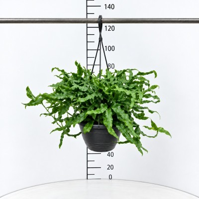 Pianta Microsorum Diversifolium - Piante da interno