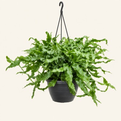 Pianta Microsorum Diversifolium - Piante da interno