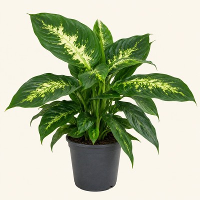 dieffenbachia