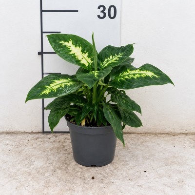 dieffenbachia maculata