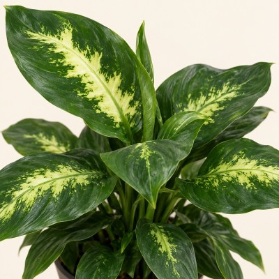 dieffenbachia dumbcane