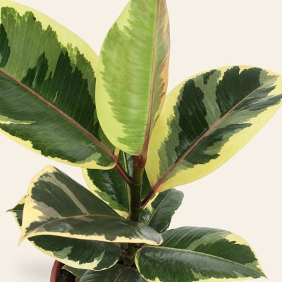 Ficus Tineke