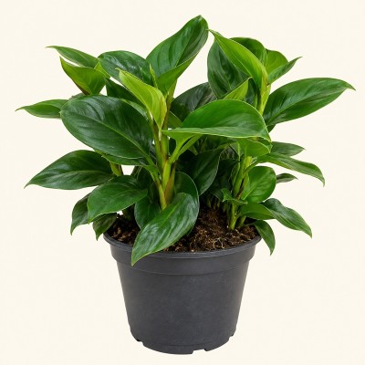 peperomia
