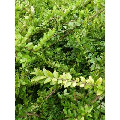 40pz Pianta Lonicera Nitida - Siepi 40pz Pianta Lonicera Nitida - Siepi