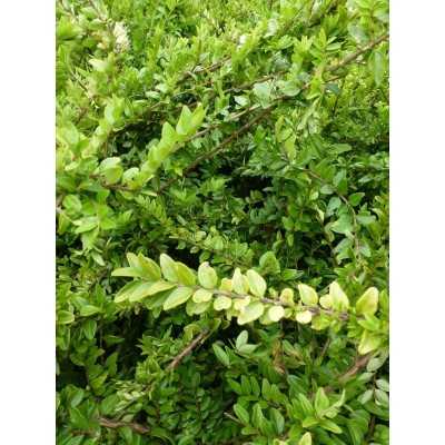 40pz Pianta Lonicera Nitida - Siepi