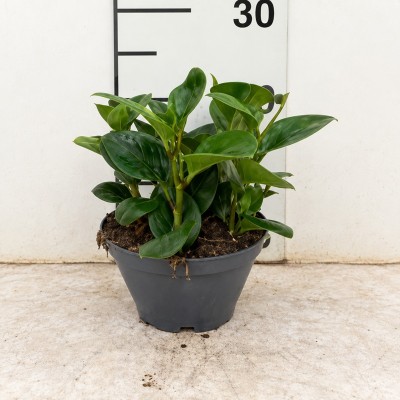 peperomia obtusifolia