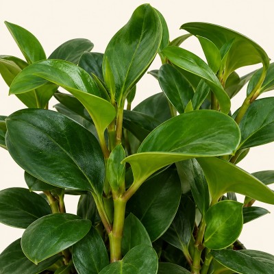Pianta Peperomia Emily - Piante da interno o appartamento