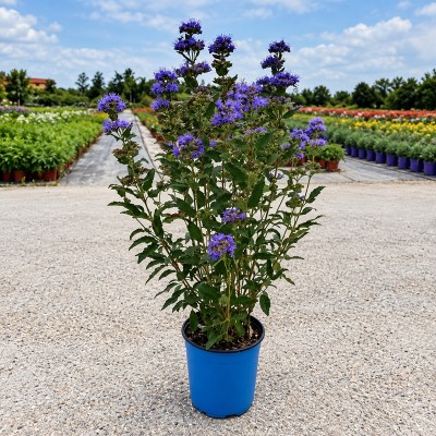 caryopteris plant