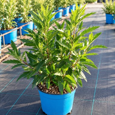 Pianta Caryopteris - Cespugli fioriti