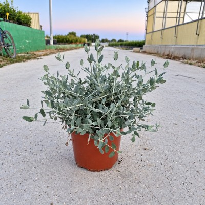 Pianta Teucrium Fruticans - Siepi da giardino