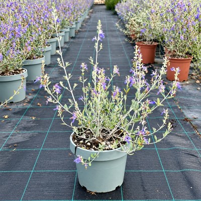 Pianta Teucrium Fruticans - Siepi da giardino
