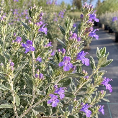 teucrium fruticans siepe