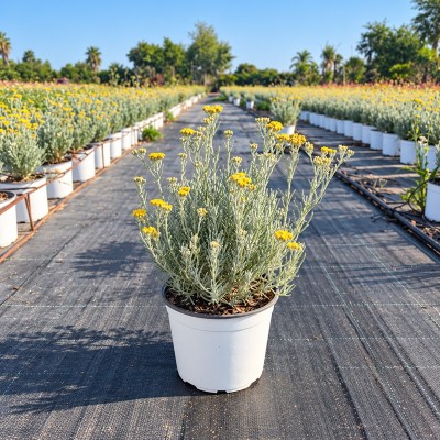 Pianta Helichrysum - Piante aromatiche