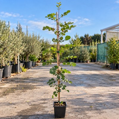 Albero Carrubo - Alberi ornamentali
