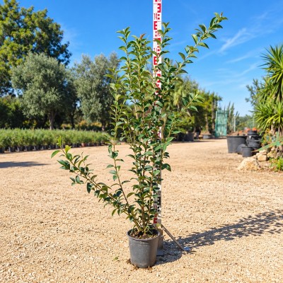 Pianta Ligustro Giapponese - Siepi da giardino