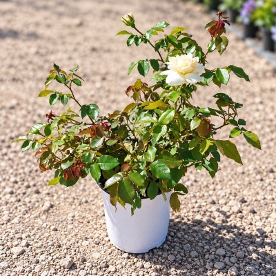 Pianta Rosa Inglese - Cespugli fioriti