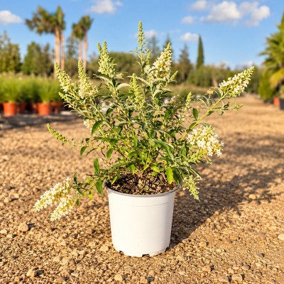Pianta Buddleja - Cespugli fioriti