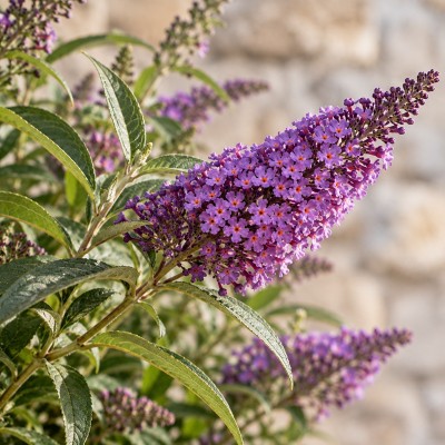 buddleia pianta delle farfalle