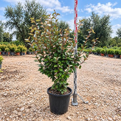 Pianta Elaeagnus ebbingei - Siepi da giardino