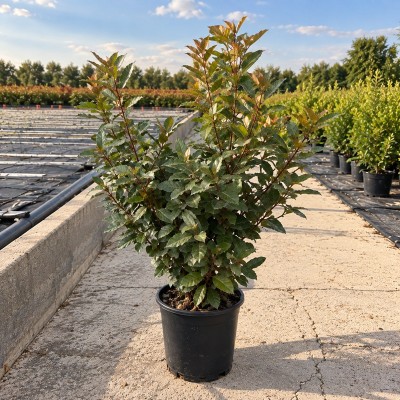 eleagnus siepe