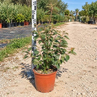 eleagnus siepe
